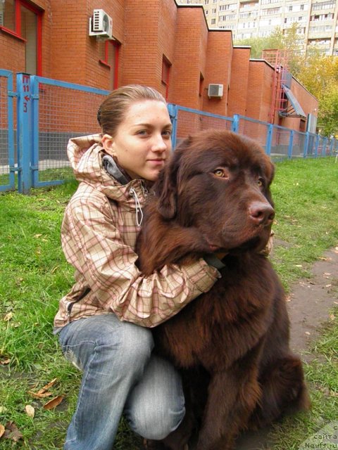 Фото: ньюфаундленд Рич-Н-Бьютифул