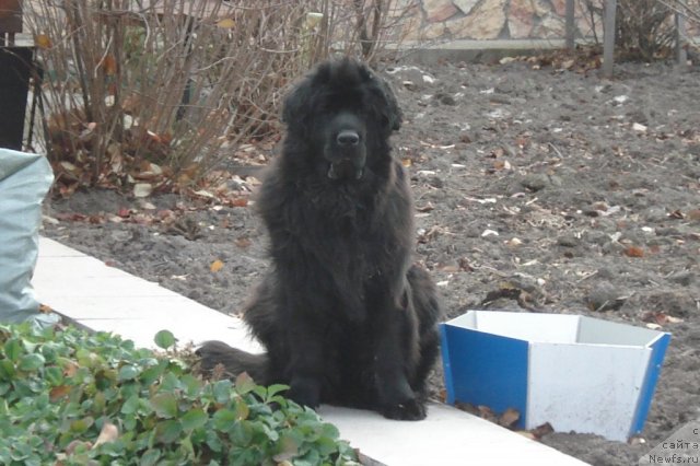 Фото: ньюфаундленд Акватория Келвин Интегра