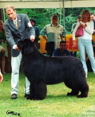 Фото: ньюфаундленд Midnight Lady's Especially For You