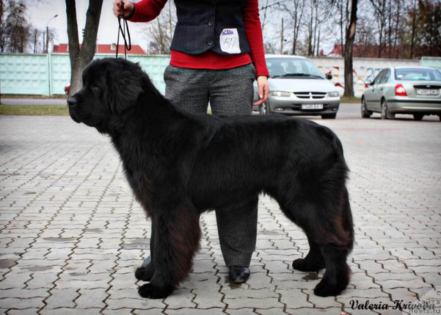 Фото: ньюфаундленд Ахрем Вялiкi Мядзведзь, Валерия Кривова