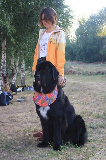 Фото: ньюфаундленд Орхидея Цветок Любви, Марина Мамчур