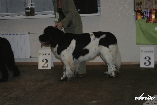 Фотография № 52417