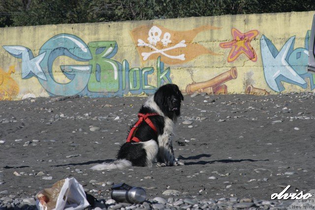 Фотография № 52432