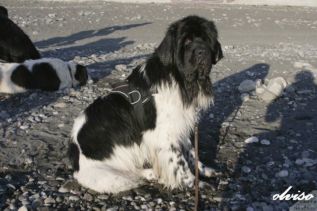 Фотография № 52434