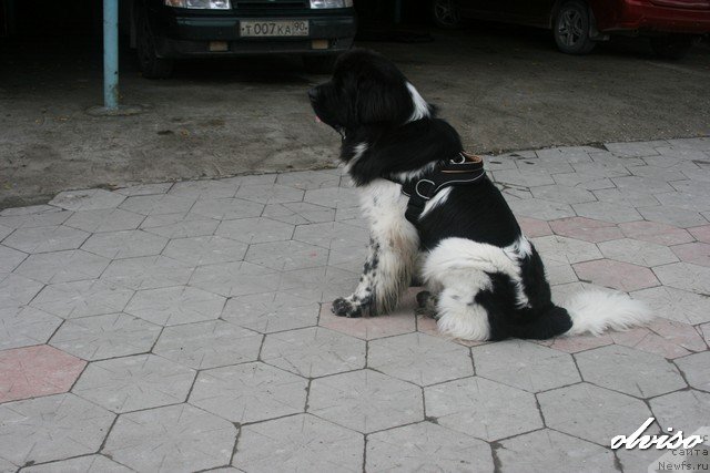 Фотография № 52442