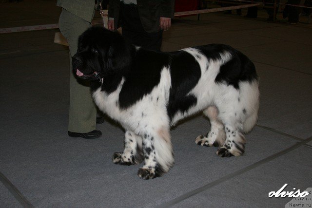 Фотография № 52449