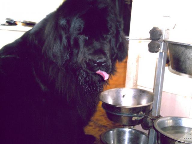 Фото: ньюфаундленд Ханеса (Hanesa)