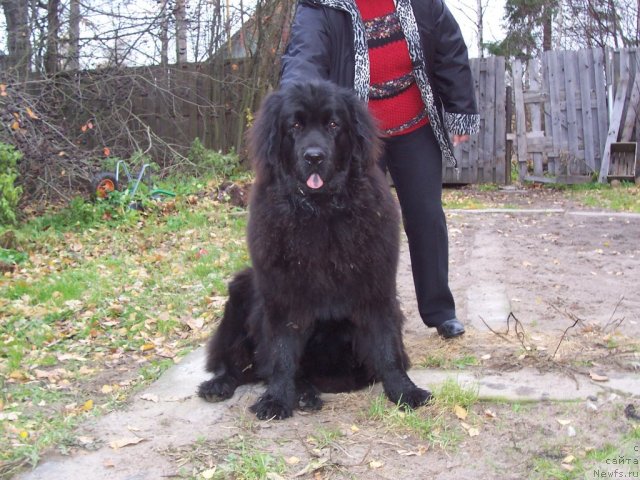 Фото: ньюфаундленд Фанньюф Ультра Мега Супер Герл (Funnewf Ultra Mega Super Girl)