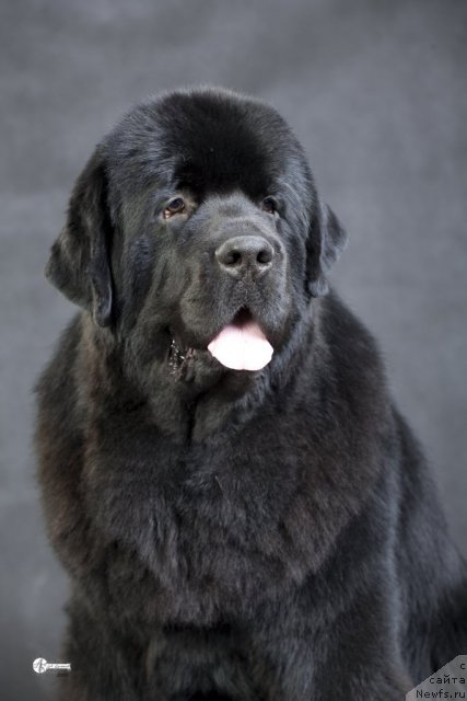 Фото: ньюфаундленд Сент Джонс Роллекс (Sent Djons Rollex)