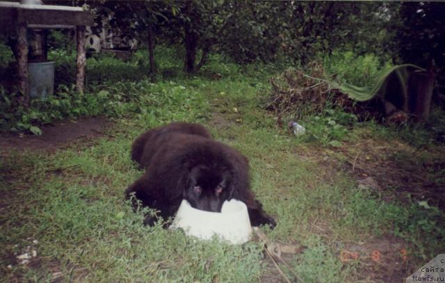 Фото: ньюфаундленд Ханеса (Hanesa)