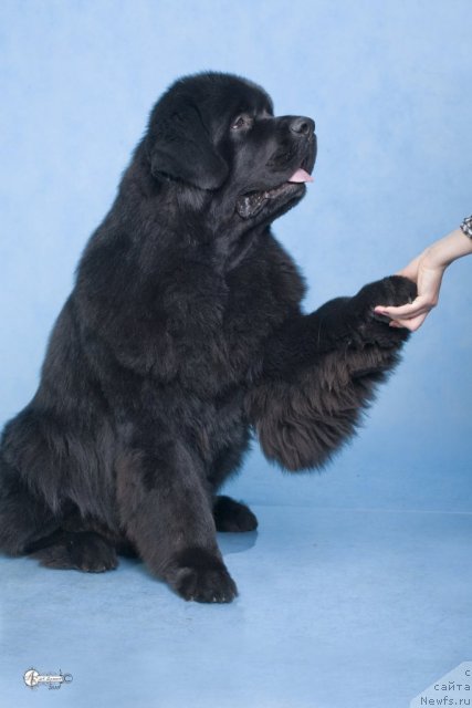 Фото: ньюфаундленд Сент Джонс Роллекс (Sent Djons Rollex)