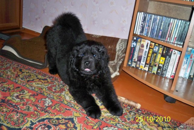 Фото: ньюфаундленд Смигар Волна Успеха