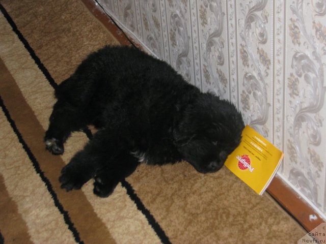 Фото: ньюфаундленд Смигар Воплощение Мечты