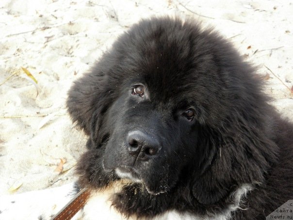 Фотография № 52476