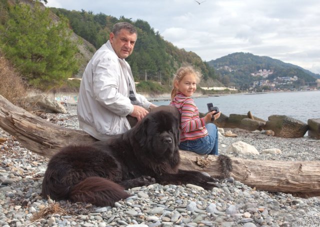 Фото: ньюфаундленд Потап Фидель