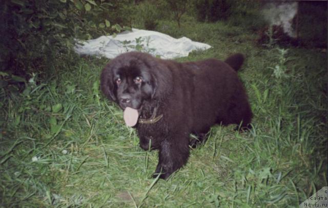 Фото: ньюфаундленд Ханеса (Hanesa)