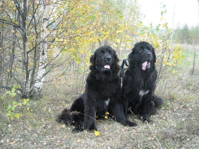 Фото: ньюфаундленд Бьянка Седьмое Чудо Света, ньюфаундленд Барбара Черный Брильянт