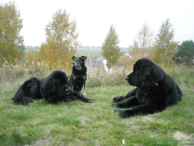 Фото: ньюфаундленд Бьянка Седьмое Чудо Света, [d7400] и Алька