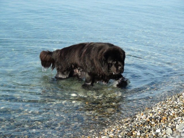 Фото: ньюфаундленд Потап Фидель