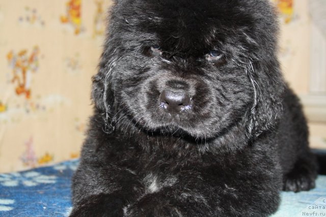 Фото: Черный Шарм Бостон