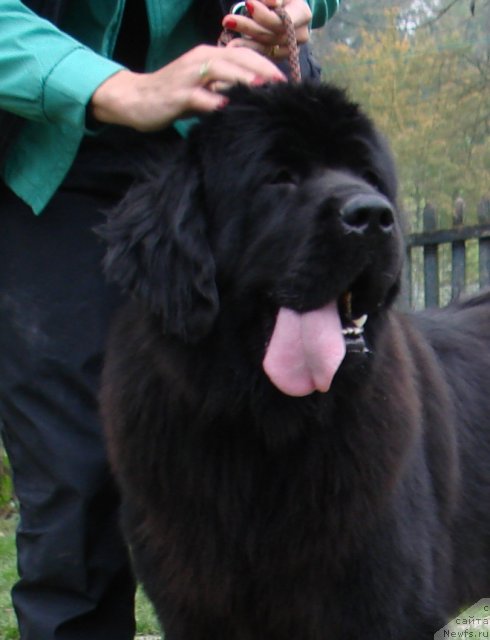 Фото: ньюфаундленд Gloria vom Darius Land