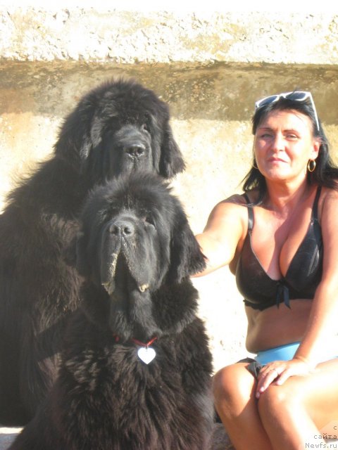 Фото: ньюфаундленд Смигар Жезелла де ля Розе