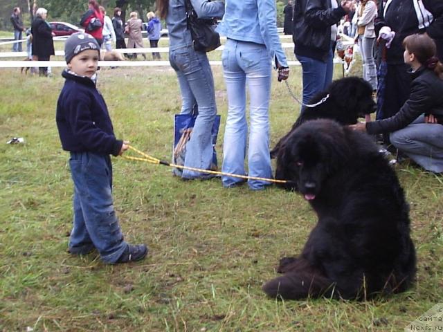 Фото: ньюфаундленд Ханеса (Hanesa)