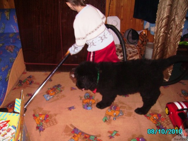 Фото: ньюфаундленд Их Высочество Владлена Маджикс, Славяшка Нистратов