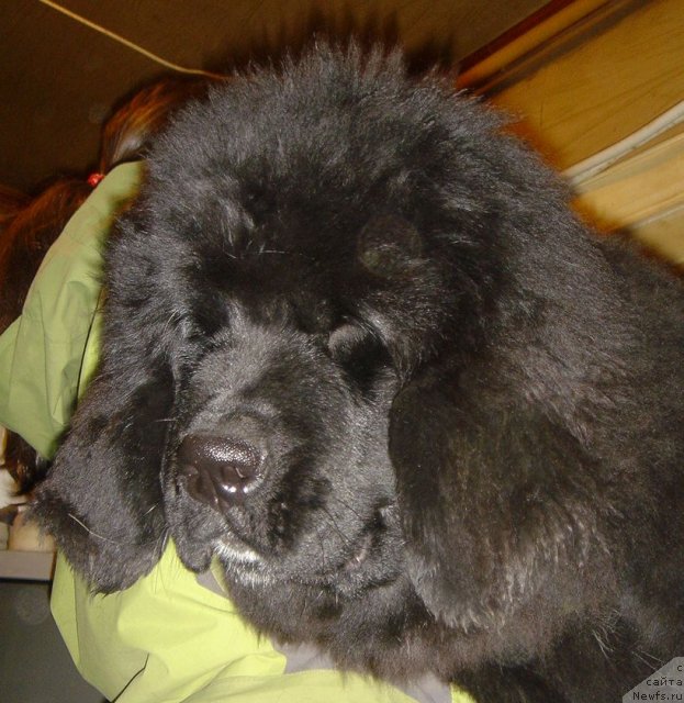 Фото: Дар СвеЗы Юта Дорадо_3мес_25дн