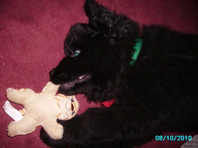 Фото: ньюфаундленд Их Высочество Владлена Маджикс