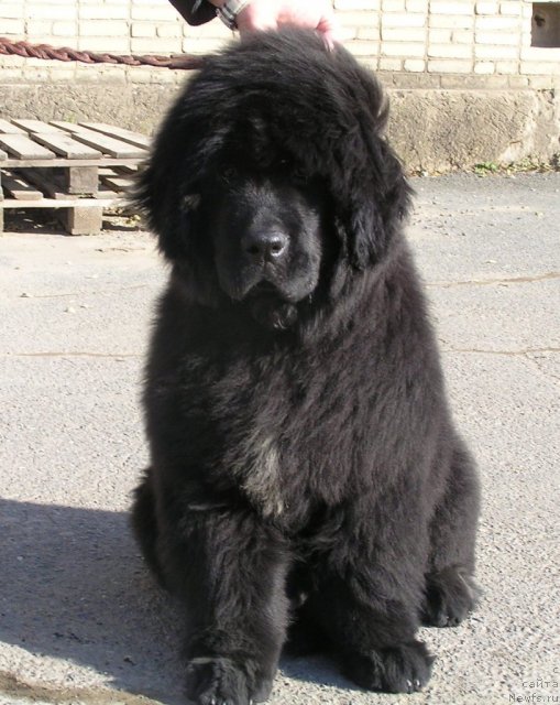 Фото: ньюфаундленд Нойри Империал из Медвежьего Яра (Noyri Imperial iz Medvejyego Yara)