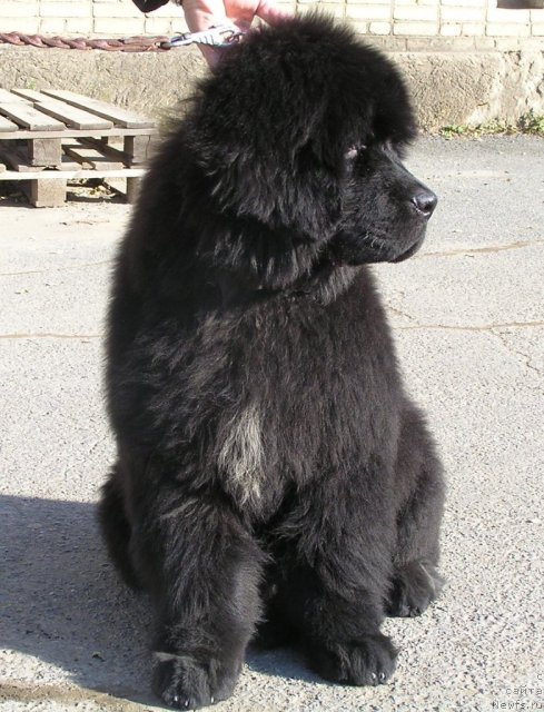 Фото: ньюфаундленд Нойри Империал из Медвежьего Яра (Noyri Imperial iz Medvejyego Yara)