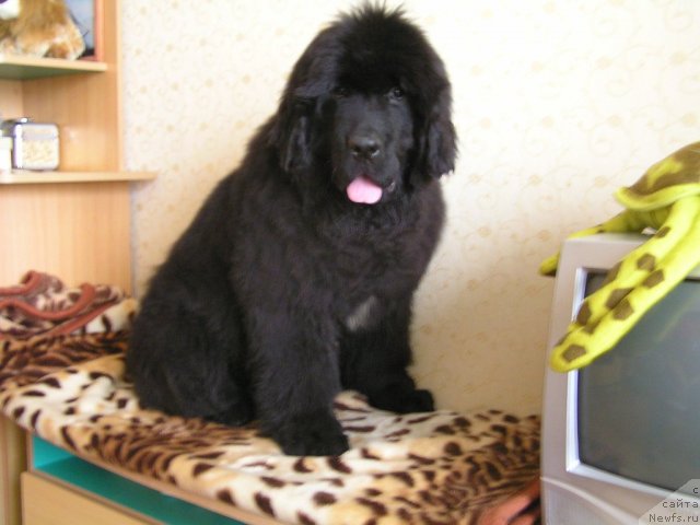 Фото: ньюфаундленд Нойри Империал из Медвежьего Яра (Noyri Imperial iz Medvejyego Yara)