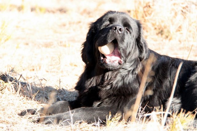 Фото: ньюфаундленд Бианка Вайт Пэрл