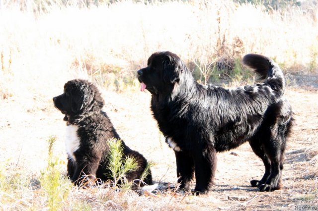 Фото: ньюфаундленд Икона Стиля, ньюфаундленд Бианка Вайт Пэрл