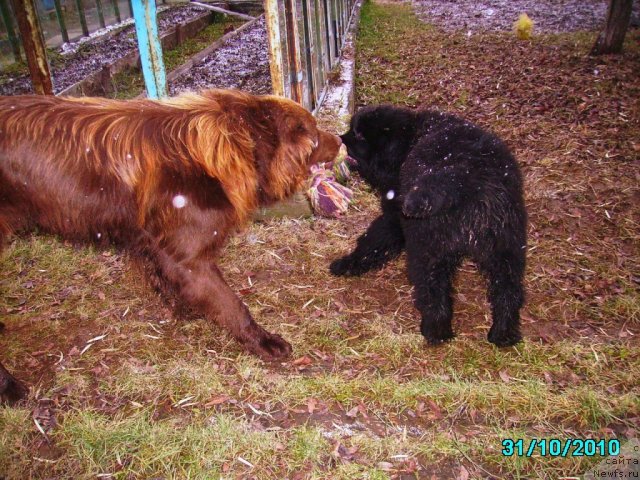 Фото: ньюфаундленд Их Высочество Владлена Маджикс