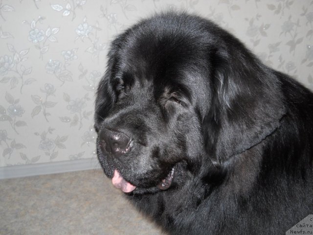 Фото: ньюфаундленд Калифорния из Медвежьего Яра