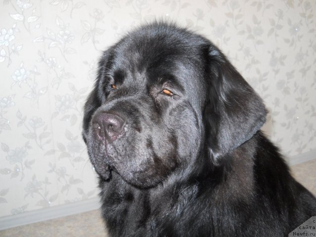 Фото: ньюфаундленд Калифорния из Медвежьего Яра