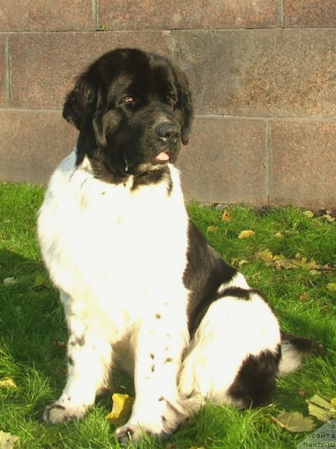 Фото: ньюфаундленд Питерньюф Продижи (Piternyuf Prodigy)