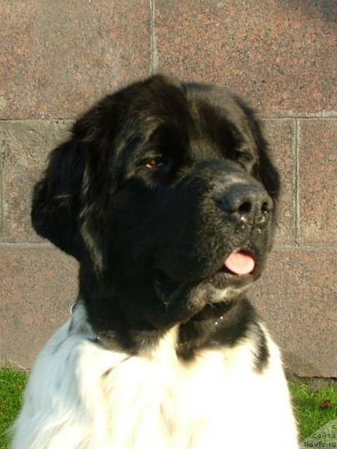 Фото: ньюфаундленд Питерньюф Продижи (Piternyuf Prodigy)