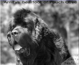 Фото: ньюфаундленд Amity's Bearfoot of Pouch Cove
