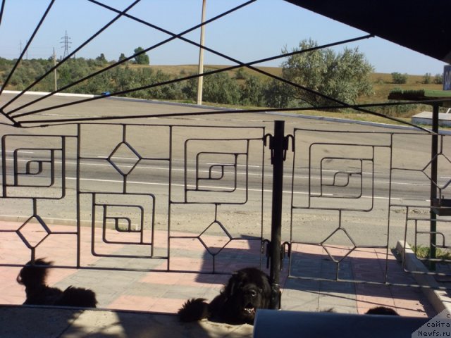 Фото: ньюфаундленд Акин Соул София