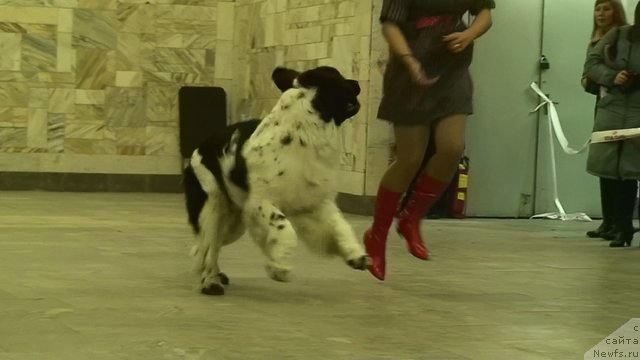 Фото: ньюфаундленд Питерньюф Продижи (Piternyuf Prodigy)