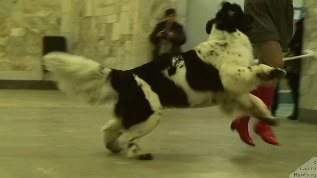 Фото: ньюфаундленд Питерньюф Продижи (Piternyuf Prodigy)