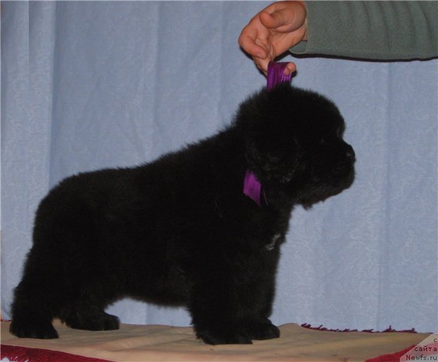 Фото: ньюфаундленд Смигар Гордон-Феллоу (Smigar Gordon Fellow)