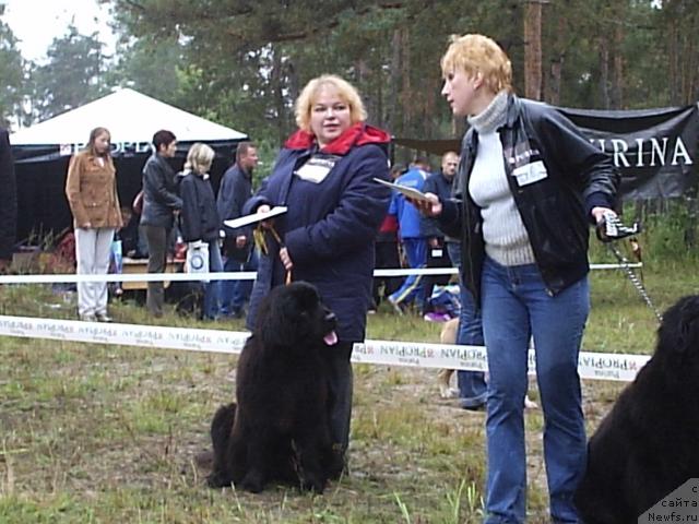 Фото: ньюфаундленд Ханеса (Hanesa), Наталия Шевчук