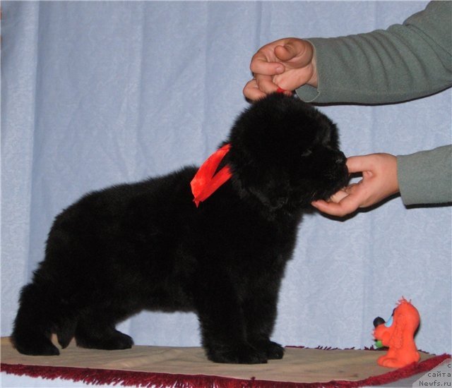 Фото: ньюфаундленд Смигар Грейт Саксэс