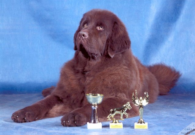 Фото: ньюфаундленд Черный Шарм Ангельская Красота (Chernyi Sharm Angel'skaya Krasota)