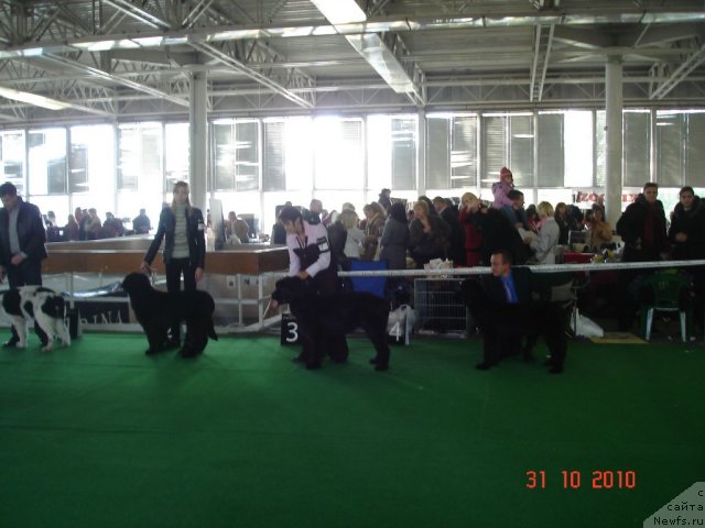 Фото: ньюфаундленд Бегущая по Волнам Хаста ла Виста (Beguschaya po Volnam Hasta la Vista), ньюфаундленд Velyke Malyatko Zapovid' Predkiv, ньюфаундленд Velyke Malyatko Zmina Stylyu