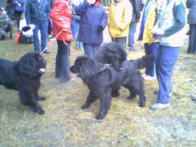 Фото: ньюфаундленд Ханеса (Hanesa), ньюфаундленд Виола (Viola)